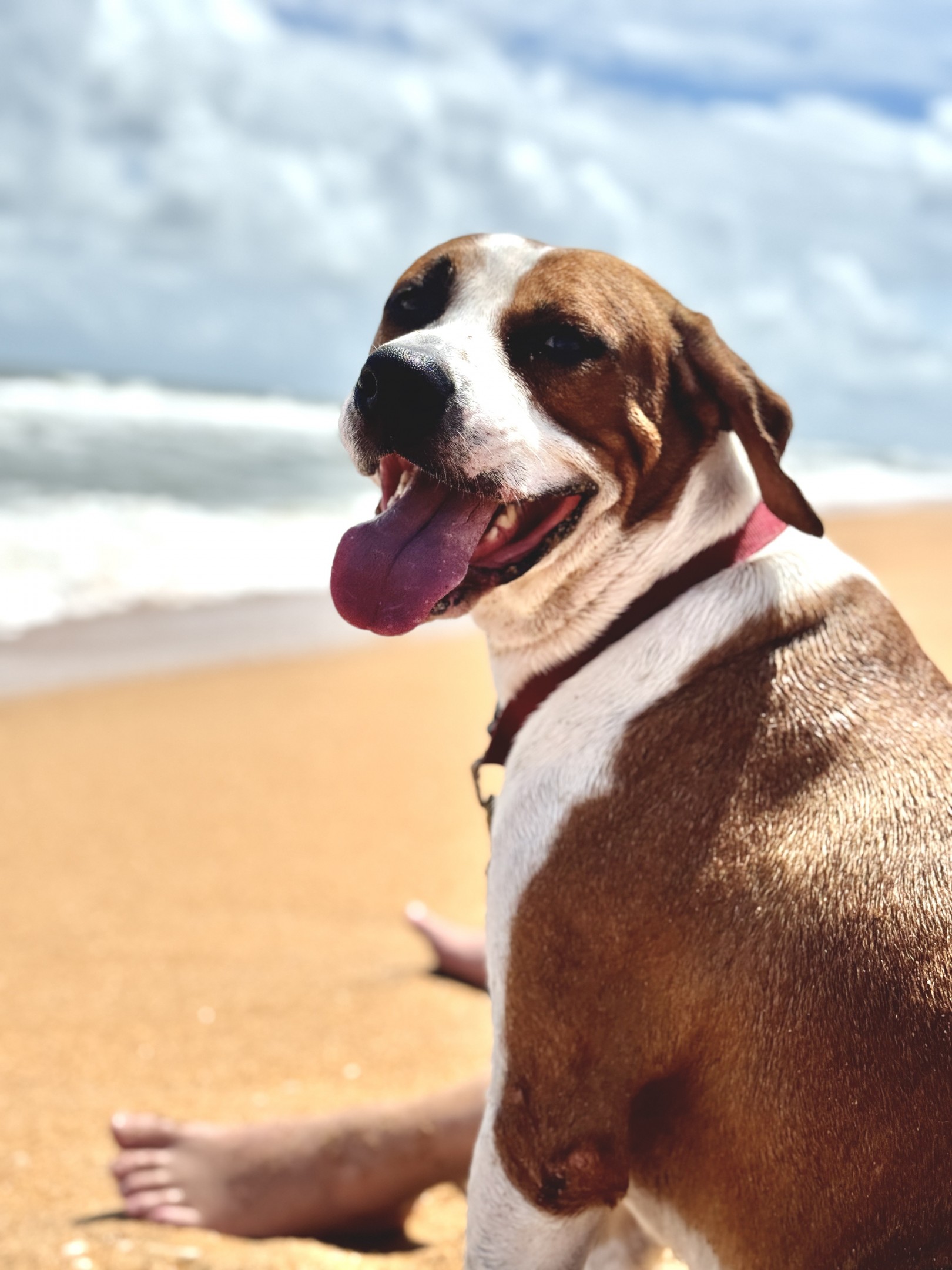 Dogs on the beach