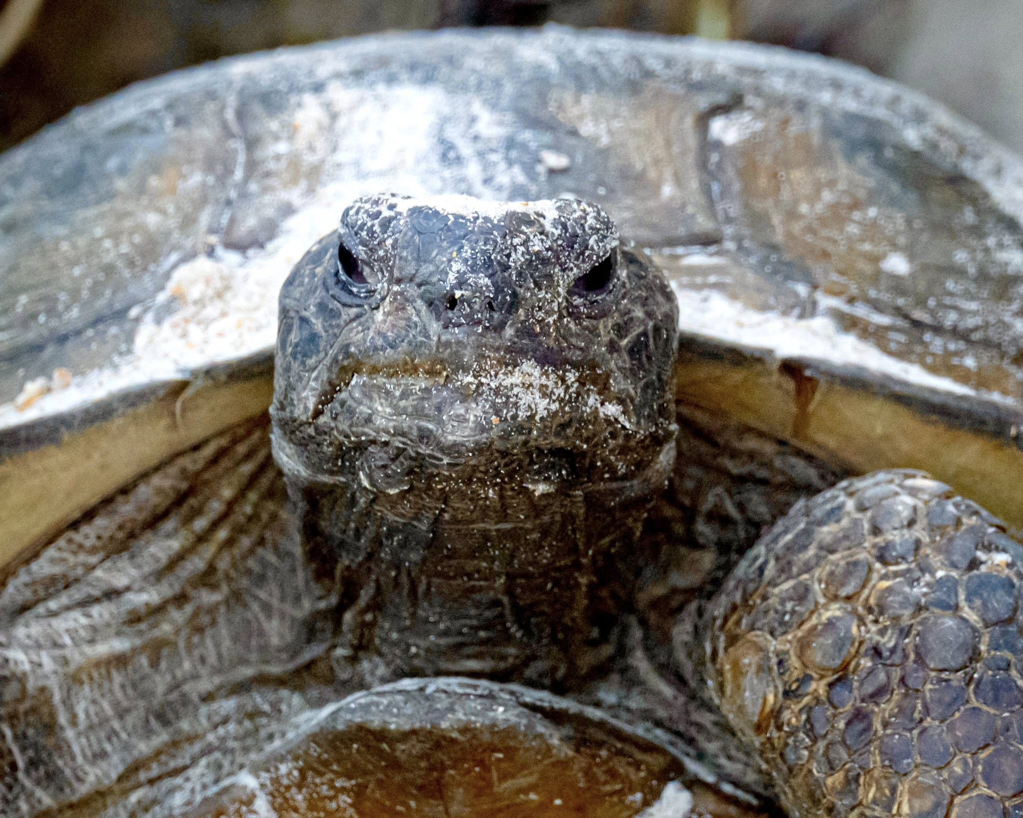 Gopher Tortoises